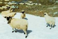 klick to zoom: Walliser Schwarznasenschaf, Ovis ammon aries, Copyright: Schweizerischer Bauernverband