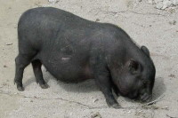 klick to zoom: Hngebauchschwein, Sus scrofa f. domestica, Copyright: juvomi.de