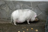 klick to zoom: Zwergschwein, Gttinger, Sus scrofa domesticus, Copyright: juvomi.de