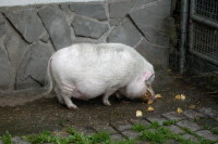 klick to zoom: Zwergschwein, Gttinger, Sus scrofa f. domestica, Copyright: juvomi.de