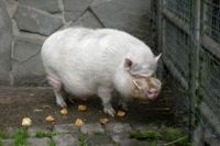 klick to zoom: Zwergschwein, Gttinger, Sus scrofa f. domestica, Copyright: juvomi.de