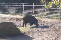 klick to zoom: Wildschwein, Sus scrofa, Copyright: juvomi.de