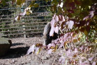 klick to zoom: Wildschwein, Sus scrofa, Copyright: juvomi.de