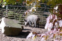 klick to zoom: Wildschwein, Sus scrofa, Copyright: juvomi.de