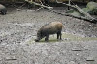 klick to zoom: Wildschwein, Sus scrofa, Copyright: juvomi.de