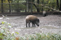 klick to zoom: Wildschwein, Sus scrofa, Copyright: juvomi.de