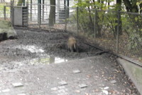 klick to zoom: Wildschwein, Sus scrofa, Copyright: juvomi.de