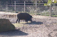 klick to zoom: Wildschwein, Sus scrofa, Copyright: juvomi.de