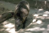 klick to zoom: Wildschwein, Sus scrofa, Copyright: juvomi.de