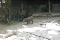 klick to zoom: Wildschwein, Sus scrofa, Copyright: juvomi.de