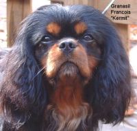 klick to zoom: Cavalier King Charles Spaniel, Copyright: Pollmeier