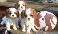 klick to zoom: Cavalier King Charles Spaniel, Copyright: Pollmeier