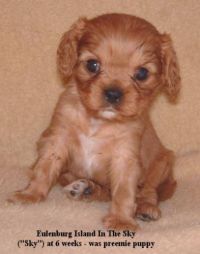 klick to zoom: Cavalier King Charles Spaniel, Copyright: Pollmeier