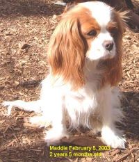 klick to zoom: Cavalier King Charles Spaniel, Copyright: Pollmeier