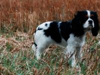 klick to zoom: Cavalier King Charles Spaniel, Copyright: Pellikka