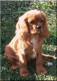 klick to zoom: Cavalier King Charles Spaniel, Copyright: Pellikka