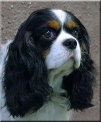 klick to zoom: Cavalier King Charles Spaniel, Copyright: Pellikka