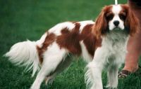 klick to zoom: Cavalier King Charles Spaniel, Copyright: Pellikka