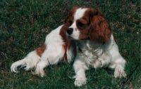 klick to zoom: Cavalier King Charles Spaniel, Copyright: Pellikka