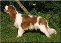 klick to zoom: Cavalier King Charles Spaniel, Copyright: Pellikka