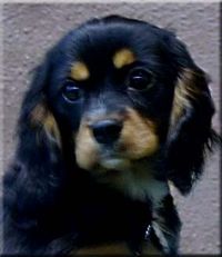 klick to zoom: Cavalier King Charles Spaniel, Copyright: Pellikka