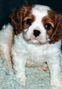 klick to zoom: Cavalier King Charles Spaniel, Copyright: Pellikka