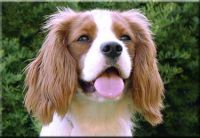 klick to zoom: Cavalier King Charles Spaniel, Copyright: Pellikka