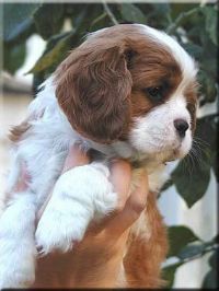 klick to zoom: Cavalier King Charles Spaniel, Copyright: Pellikka