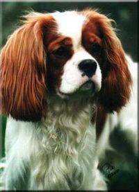 klick to zoom: Cavalier King Charles Spaniel, Copyright: Pellikka