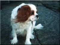 klick to zoom: Cavalier King Charles Spaniel, Copyright: Pellikka