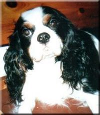 klick to zoom: Cavalier King Charles Spaniel, Copyright: Pellikka