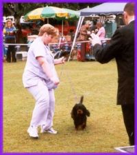 klick to zoom: Cavalier King Charles Spaniel, Copyright: Dunne