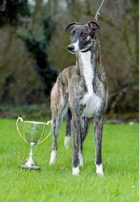 klick to zoom: Greyhound, Copyright: ARNOLD St. + S.