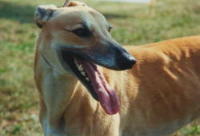 klick to zoom: Greyhound, Copyright: ARNOLD St. + S.