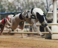 klick to zoom: Greyhound, Copyright: ARNOLD St. + S.