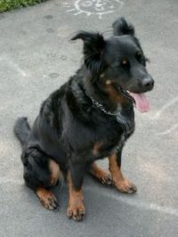 klick to zoom: Tapsy, Altdeutscher Schferhund- Berner Sennen-Mix, Copyright: Fam. Kostelnik