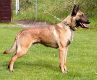 klick to zoom: Malinois, Copyright: SCHWEI Ingrid