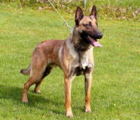 klick to zoom: Malinois, Copyright: SCHWEI Ingrid