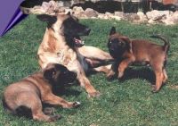 klick to zoom: Malinois, Copyright: Schneider