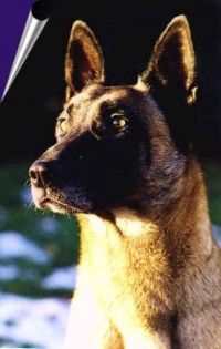 klick to zoom: Malinois, Copyright: Schneider