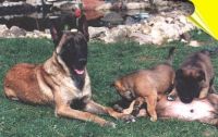 klick to zoom: Malinois, Copyright: Schneider