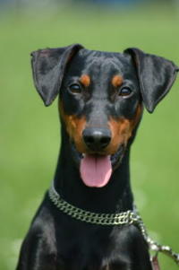 klick to zoom: Deutscher Pinscher, Copyright: ROLOFF Margrit