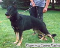 klick to zoom: Deutscher Schferhund, Copyright: Schydlowski