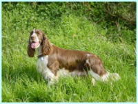 klick to zoom: English Springer Spaniel, Copyright: CARLS Gabriele