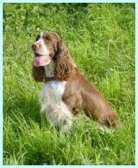 klick to zoom: English Springer Spaniel, Copyright: CARLS Gabriele