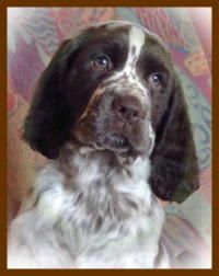 klick to zoom: English Springer Spaniel, Copyright: CARLS Gabriele