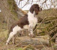 klick to zoom: English Springer Spaniel, Copyright: CARLS Gabriele