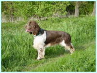 klick to zoom: English Springer Spaniel, Copyright: CARLS Gabriele