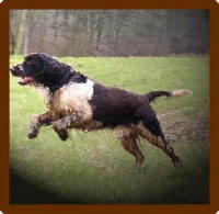 klick to zoom: English Springer Spaniel, Copyright: CARLS Gabriele