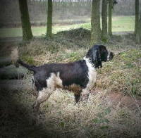 klick to zoom: English Springer Spaniel, Copyright: CARLS Gabriele